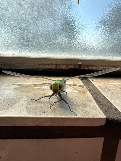 This is a vertical, close-up, eye-level shot of a dragonfly perched on a textured, light-colored surface that appears to be part of a building's exterior, possibly a window frame or a wall with a tiled pattern. The dragonfly is positioned in the center-right of the frame, facing upwards and slightly to the left. Its large, iridescent green eyes and head are clearly visible, with its delicate, transparent wings spread open, angled upwards. The intricate veining of the wings is a prominent detail. The dragonfly's slender, dark legs are splayed out, gripping the surface.
To the left of the dragonfly, a frosted or textured glass surface is visible, with a soft blue sky peeking through, suggesting daylight. A faint, brownish silhouette of what might be a small insect or a piece of debris is present on the glass. The textured surface the dragonfly is on has a gritty appearance and is divided by dark, linear bands, creating a visual pattern of light and shadow, indicative of sunlight casting shadows. A small, silver nail or screw head is visible on the surface below the dragonfly's left wing.
The overall scene is one of nature interacting with the built environment, with the dragonfly utilizing the textured surface for rest or as a vantage point. The lighting suggests it is daytime, possibly late morning or early afternoon, given the angle of the shadows. The location cues of the textured glass and the tiled pattern, combined with the provided location context of Wettstetten, Germany, suggest an outdoor setting in a residential or urban area. There is no visible text in the image.