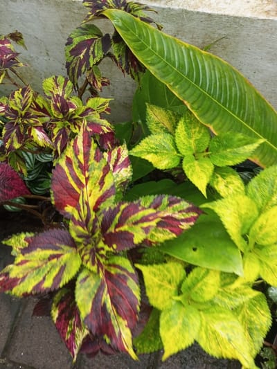 A vibrant array of leafy plants dominates the frame. The foreground features coleus with striking maroon and yellow variegated leaves. Adjacent are plants with bright yellow and green foliage, some leaves showing signs of minor damage. A large, smooth, elongated green leaf extends from behind, adding textural contrast. All plants are densely grouped, creating a lush, full composition against a neutral, textured backdrop. A glimpse of a tiled surface is visible at the bottom.