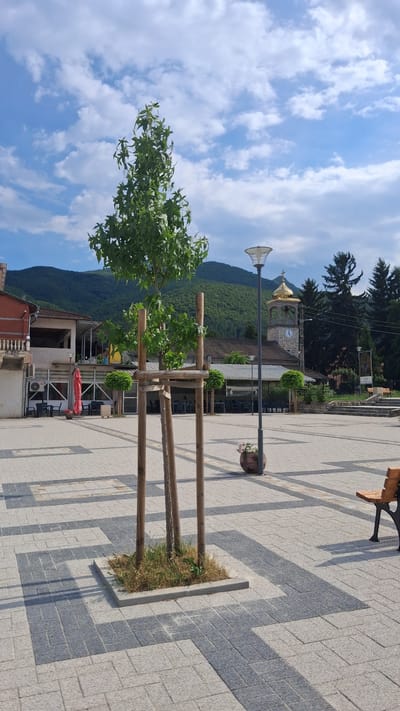 The image depicts a paved public square in the city of Mosomishte, Bulgaria. In the foreground, a young tree is supported by wooden stakes, planted in a square raised bed with dry grass and some green shoots. The square is paved with interlocking grey and light grey tiles, forming a geometric pattern. A modern lamppost with a decorative top stands to the right of the tree. In the midground, there are buildings that appear to be shops or restaurants with outdoor seating areas. A red umbrella is visible. Behind these buildings, a prominent church with a golden dome and a clock tower is situated, framed by green, tree-covered hills under a partly cloudy blue sky. The overall scene suggests a peaceful, daytime setting in a town square. There are no people visible in the image.