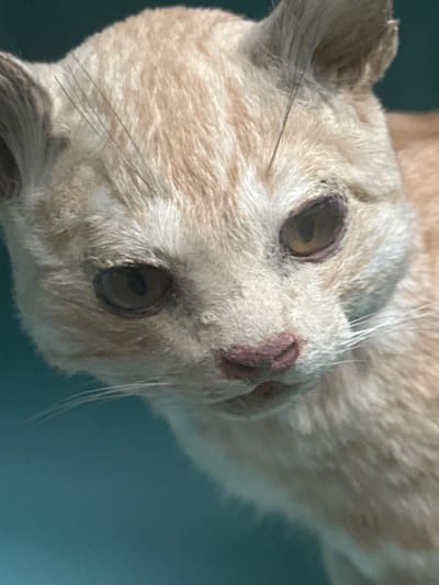 A close-up, head-and-shoulders shot of a taxidermied cat is shown. The cat has light orange fur, with darker orange tabby markings on its forehead and ears. Its eyes are amber-colored, and its nose is pink. The cat is looking slightly down and to its right. The background is a solid, teal color. The image is a photograph taken at the Salzburg Museum in Salzburg, Austria.