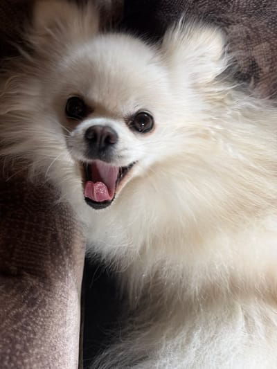 A close-up, high-angle, eye-level shot shows a fluffy, cream-colored dog with its mouth open in a yawn. The dog's tongue is a vibrant pink, and its black nose is prominent. The background consists of textured brown fabric, possibly upholstery. The dog's fur is soft and airy, framing its face and ears. The lighting is dim, creating shadows that emphasize the dog's features. The scene appears to be indoors, in a domestic setting within Папярнянскі сельскі Савет, Belarus.