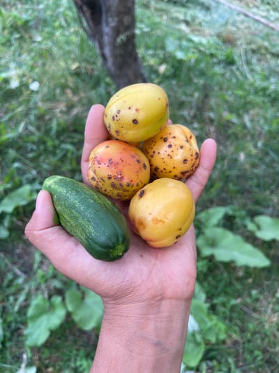 A close-up, overhead shot shows a person's left hand holding a small harvest of fruits and a single cucumber against a blurred backdrop of green grass and a tree trunk. The hand is palm-up, with fingers curled slightly to support the items. Four ripe apricots, varying in color from yellow to orange with speckled brown blemishes, are nestled in the palm. One green, bumpy cucumber lies horizontally across the fingers. The background is out of focus, suggesting a natural outdoor setting, likely in Taran-Bazar, Kyrgyzstan, given the context. The lighting appears natural and diffused, indicating it might be daytime under overcast skies or in the shade.