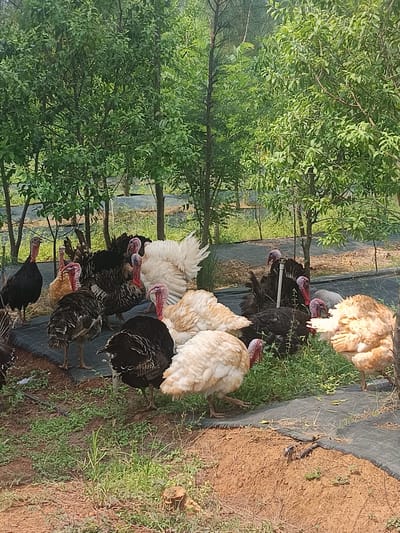 A flock of domestic turkeys is captured in an outdoor, semi-wooded environment in Dhundshi, India. The image features approximately a dozen turkeys of varying plumage, including striking black, pristine white, and light tan or brown individuals. Several black turkeys with prominent fanned tail feathers and visible red wattles and snoods are seen standing among the group. White and light-brown feathered turkeys are also interspersed, some appearing to be foraging.
The ground beneath the turkeys is a mix of reddish-brown soil, patches of green grass, and sections covered with black agricultural netting or fabric, which likely serves for weed suppression around the trees. The background is dominated by numerous trees with lush green foliage and slender trunks, suggesting an orchard or a managed forested area where the turkeys are free-ranging. The lighting indicates it is daytime, with soft, diffused sunlight filtering through the leaves, creating a pleasant atmosphere. There are no visible people or text in the image.