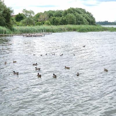 The image depicts a body of water with several ducks swimming. In the background, there is a dense line of trees and reeds along the shoreline, with a wooden pier extending into the water. The sky is overcast with scattered clouds. There are no people visible in the image. The scene is a natural outdoor environment, likely a lake or river, with signs of human infrastructure in the form of the pier. The presence of ducks suggests a wildlife habitat. The provided context places this scene in the city of Liski, Russia.