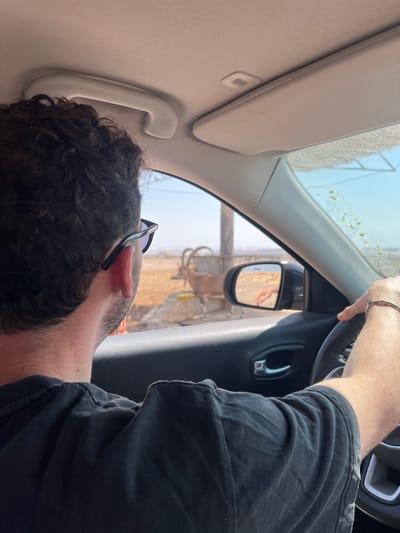 The image depicts the interior of a vehicle on a clear, sunny day within the Arava Tichona Regional Council, Israel, in a desert environment. A male driver, seen from behind his head and right shoulder, occupies the foreground. He has dark, curly hair and wears sunglasses on his head, along with a dark t-shirt. A silver bracelet is visible on his right wrist, which rests on the steering wheel. His head is turned to the right, looking out the passenger window.
Outside the passenger window, a Nubian Ibex with prominent, ridged, backward-curving horns stands near a yellow feeding trough on arid, light-colored ground. Behind the ibex, a metal fence and a vertical wooden post are visible. A white canopy structure with green netting is partially visible at the top right, against a clear blue sky. The vehicle's interior features a light-colored headliner with a grab handle and sun visor, and a dark dashboard and door panel. The right side mirror reflects a human hand extended outside the vehicle into the desert landscape.