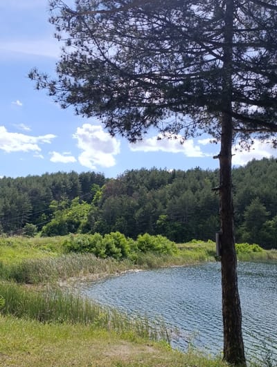 This is a vertical, eye-level, outdoor photograph of a lake on a sunny day in Nevestino, Bulgaria. In the foreground, a rough-barked pine tree trunk stands vertically to the right of the frame. The lake is on the right side of the image, with light blue water rippling. Reeds and tall green grass grow along the lake's edge on the left side of the frame. Beyond the lake, a dense forest of green pine trees covers a sloping hillside, with a few brighter green deciduous trees interspersed. The sky is bright blue with scattered white, fluffy clouds. The overall scene is natural and serene.