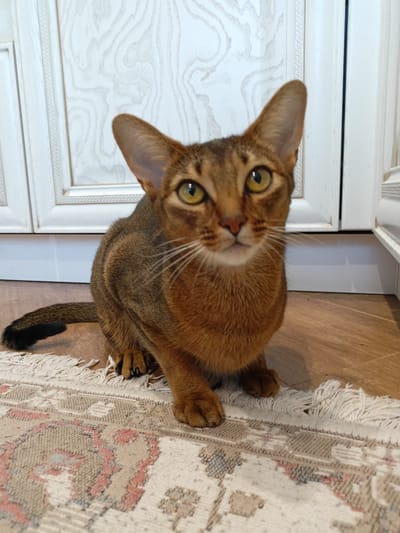The media file shows a close-up shot of an Abyssinian cat sitting on a rug. The cat has a reddish-brown coat with darker tabby markings on its legs and tail, and large, alert ears. Its eyes are a striking yellow-green. The cat is positioned in the foreground, facing the camera with a curious expression.
The cat is sitting on a rug with a faded, oriental-style pattern in muted colors like cream, beige, and pink. The rug has a fringe along its edge. Behind the cat, the floor is made of light-colored wooden planks. In the background, there are white kitchen cabinets with raised paneling and decorative trim. The overall setting appears to be indoors, likely a kitchen or dining area.
The lighting is soft and even, suggesting it is daytime. There are no people or other animals visible in the frame. The focus is entirely on the cat and its immediate surroundings. The image captures a moment of stillness, with the cat appearing to be posing for the camera. No text is visible in the image. The location context is Volgodonsk, Russia.