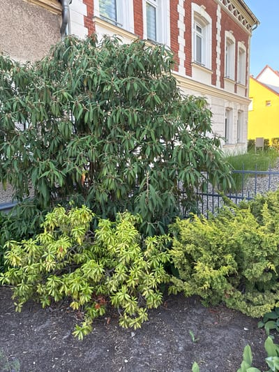 In Rathenow, Germany, a close-up view captures a garden area in front of a brick building with white trim and windows. Dominating the scene are several plants: a large, dense shrub with dark green, elongated leaves is positioned centrally, with its foliage obscuring the building behind it. To the lower left and right of this main shrub are two smaller, bushier plants with lighter green, almost yellow leaves. The ground in the foreground is covered with dark soil, mulch, and a few fallen leaves. A black metal fence runs horizontally across the midground, separating the garden from a grassy area and another building visible in the background, which is painted bright yellow. The sky is clear and blue. No people or animals are present in the image.