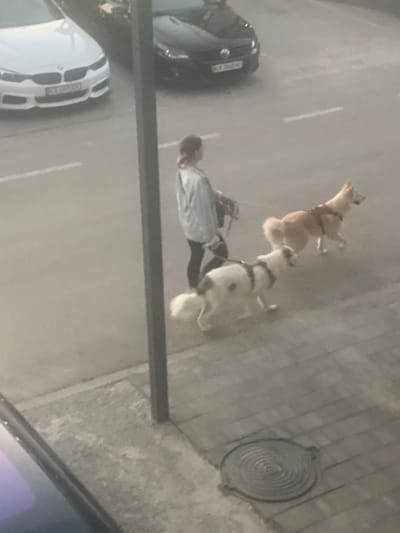 The image shows a person walking two dogs on a sidewalk next to a street. The person is wearing a light blue shirt and dark pants. One dog is light brown and the other is white. Both dogs are on leashes. A dark-colored car is parked on the street. A white car is visible further down the street. The scene appears to be an urban or suburban area. The lighting suggests it might be late afternoon or early evening. The ground is paved with grey concrete. There is a round, metallic grate on the sidewalk. No discernible text is visible in the image.