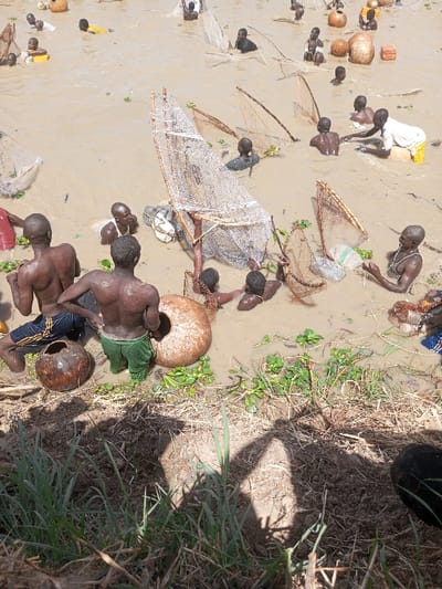 The image displays an outdoor scene in Kokani North, Nigeria, depicting approximately twenty-five individuals, predominantly adult males, engaged in a communal fishing activity within a shallow, muddy body of water. The water is a turbid brown with patches of green aquatic vegetation floating on its surface.

Most individuals are partially submerged, ranging from waist to chest deep, and are primarily shirtless, wearing dark-colored shorts or loincloths. One individual is visible wearing a white shirt and light-colored trousers, while another in the background wears a yellow shirt. They are actively manipulating various fishing implements, including numerous large, conical or scoop-shaped nets constructed from mesh material stretched over wooden frames. Smaller net-like baskets are also observed.

Several large, spherical, light brown objects resembling dried calabashes or gourds are present; some are floating in the water, and two are resting on the immediate muddy bank in the foreground. One calabash on the bank exhibits a prominent circular opening. The foreground consists of a dry, cracked earthen bank with sparse green grass and dark shadows indicating overhead sunlight. The overall interaction is a coordinated effort to fish using traditional methods.
