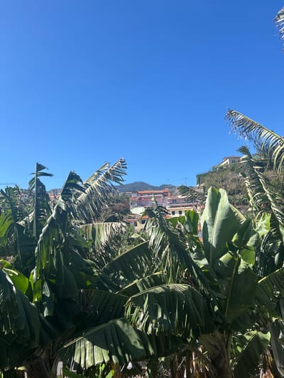 A vibrant, sun-drenched scene unfolds in Câmara de Lobos, Portugal, where lush green banana trees dominate the foreground, their broad leaves creating a canopy against a brilliant, cloudless blue sky. Beyond the foliage, a charming town cascades down a hillside, its buildings painted in warm hues of pink, white, and terracotta. A winding road snakes its way up the incline, flanked by more vegetation and a few scattered houses. In the distance, a majestic mountain peak pierces the horizon, its summit shrouded in a light mist. The overall impression is one of tropical serenity and picturesque coastal living.