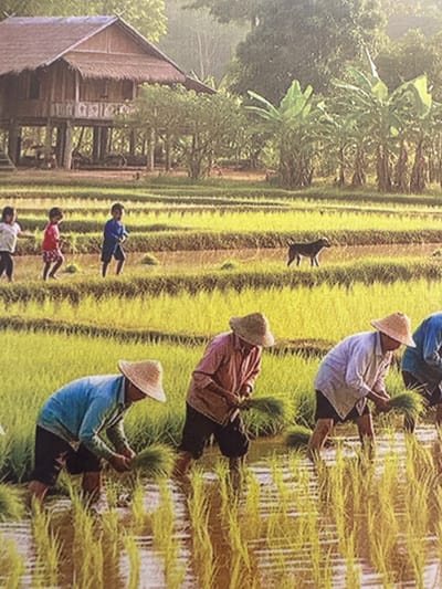 A wide shot captures a vibrant agricultural scene in Mai Chau, Vietnam, featuring a stilted wooden house with a thatched roof in the background, surrounded by lush greenery and banana trees. In the mid-ground, several children are walking across a rice paddy field. In the foreground, a group of farmers, wearing conical hats, are actively transplanting rice seedlings. A dog stands in the middle ground of the rice paddy. The overall environment is a sun-drenched landscape of terraced rice fields, indicating a rural setting focused on rice cultivation.