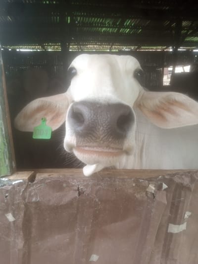 A close-up, eye-level shot shows a white cow looking directly at the camera, its face filling most of the frame. The cow is inside a wooden and corrugated metal enclosure. A green ear tag with the number "001" is visible on the cow's left ear. The background is dark and out of focus, with hints of a thatched or corrugated roof overhead and possibly other animals or structures further back. The lighting is dim. The scene appears to be a farm or livestock holding area. The image does not provide any specific information about a location in the city of Television, Nigeria.