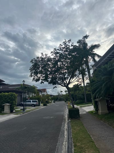 The image shows a street in a residential area of Río Oro, Costa Rica, located at latitude 9.945 and longitude -84.201. The street is paved with grey bricks and bordered on both sides by lush green lawns. A single white SUV is parked on the left side of the street near a house, while a streetlight stands on the left curb. In the background, the houses are made of white concrete and have terracotta roofs. The scene is dominated by a large tree in the center, with its thick branches stretching out towards the sky. The sky is overcast with a light grey cloud cover. The overall atmosphere is peaceful and tranquil.