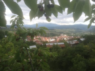 The image captures a panoramic view of a village nestled in a valley, with rolling hills and mountains in the background. The foreground is dominated by the branches of a cherry tree, laden with dark red cherries and lush green leaves, partially obscuring the scene below. The village itself consists of numerous houses with terracotta roofs, clustered together. Several structures with corrugated metal roofs are visible amongst the trees. The sky is overcast, with diffused light. The overall impression is a rustic, rural setting, possibly captured during a late spring or summer day. The specific location within Valkosel, Bulgaria, is suggested by the context of the image, hinting at a viewpoint overlooking the village and its surrounding landscape.