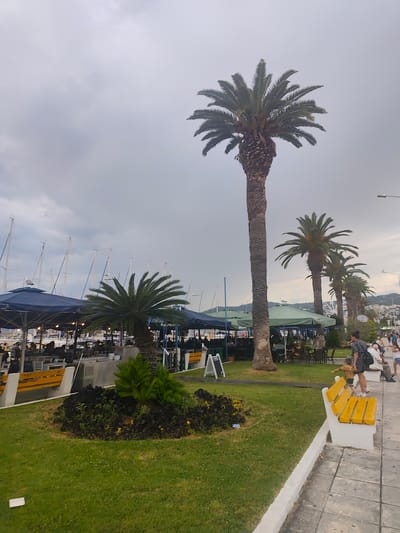 The image captures a waterfront scene in Kavala, Greece, under an overcast sky. In the foreground, a well-maintained lawn with a flower bed features dark foliage and scattered yellow flowers. A bright yellow slatted bench with white concrete legs sits on the right, facing a paved walkway. A woman in a patterned dress and a young boy in a brown shirt are near the bench, with the boy pointing to the right.
Behind the lawn, several palm trees of varying heights are prominent. The largest, a tall palm tree, stands centrally. Further back, a row of smaller palm trees lines a grassy area that separates the walkway from an outdoor seating area. This seating area is covered by large blue and green umbrellas, under which tables and chairs are set up. People are visible sitting at the tables.
Beyond the seating area, numerous white sailboat masts rise against the sky, indicating a harbor. In the distance, the hillside of Kavala is visible, dotted with buildings. The overall atmosphere suggests a relaxed, possibly late afternoon or early evening setting at a coastal town.