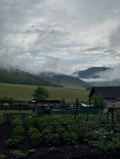 The image captures a rural landscape, likely in Soloneshnoye, Russia, under a cloudy sky. In the foreground, a cultivated garden plot is visible, with rows of green plants, possibly potatoes, growing in dark soil. A wooden fence separates the garden from a cluster of rustic structures, including a simple wooden shed or outbuilding. Beyond the garden and structures, a vast, undulating green field stretches towards a backdrop of mist-shrouded hills and mountains. The hills are covered in dense vegetation, with some trees appearing to emerge from the fog. A small, dark-roofed house with a blue-trimmed window is partially visible to the right, nestled among trees and closer to the foreground structures. The overall impression is one of a tranquil, overcast day in a remote, agricultural setting.