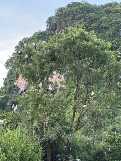 This image captures a lush green environment with a prominent tree laden with numerous birds. The tree, with its dense foliage and branching structure, serves as a perch for a variety of avian species, including egrets and possibly other waterbirds. The birds are depicted in various poses, some standing, some perched on branches, and some possibly nesting. In the background, a rocky, forested hillside suggests a natural or semi-natural landscape, possibly near a water body given the presence of birds often associated with aquatic environments. The overall scene conveys a sense of wildlife in its habitat, with the vibrant greenery and the scattered white and grey forms of the birds creating a naturalistic tableau. The setting is consistent with the natural landscapes found in areas like Yên Sơn Ward, Vietnam, known for its scenic beauty and diverse ecosystems.