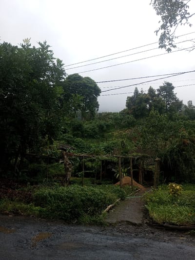 A rural scene under a cloudy sky. Lush greenery covers a hillside, dotted with trees of varying heights and shades of green. A rustic wooden structure, possibly an arbor or trellis, stands in the foreground, partially obscured by foliage. A narrow, weathered path leads towards the structure, flanked by dense vegetation. Power lines stretch across the upper portion of the image. A paved road with puddles fills the bottom of the frame.