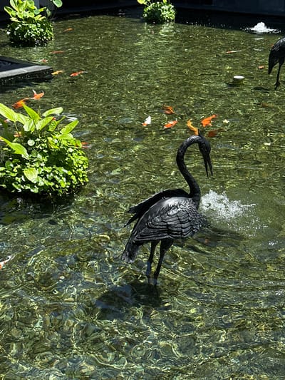 This image, taken in Nusa Dua, Indonesia, shows a pond. The pond has a black crane sculpture and a number of koi fish swimming in it. There are two small clumps of greenery growing along the edge of the pond. The water is clear and a small fountain can be seen splashing water.