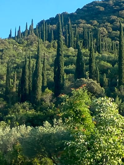 The image depicts a verdant hillside densely populated with numerous tall, slender cypress trees. The trees are arranged in an uneven pattern, stretching upwards along the slope under a clear blue sky. The foreground is filled with lush green foliage, including shrubs and what appear to be olive trees, characteristic of Mediterranean landscapes. The scene suggests a natural or cultivated environment, possibly a park or a rural area. The location provided is Palje Brdo, Croatia, a region known for its natural beauty and vegetation.