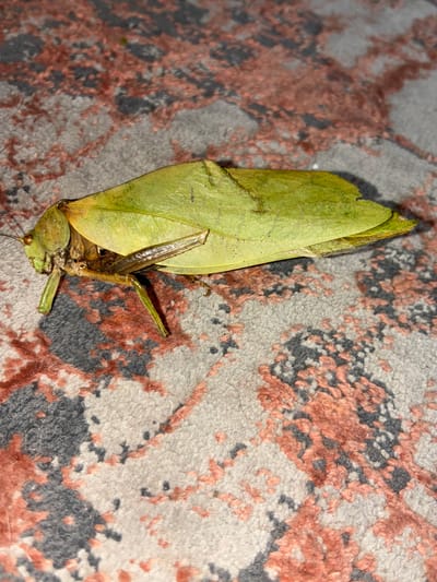 A close-up shot features a dead leaf insect resting on a patterned rug. The insect's body is predominantly green, with leaf-like wings covering its thorax. Its legs are visible, appearing slender and brownish. The rug has a light-colored background with abstract patterns in dark gray and rust-colored hues. The image was taken in Cañada de Madero, Mexico, but no further location specifics are available. No people, actions, or interactions are present in the scene.