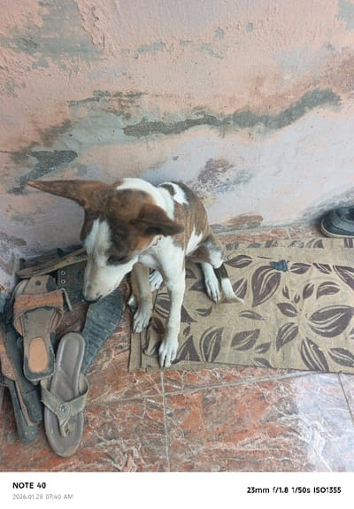 A dog with brown and white fur sits indoors on a leaf-patterned doormat. The floor is tiled with reddish-brown marble-like tiles. A collection of old sandals sits next to the mat. A wall with peeling peach and gray paint looms in the background. Camera information, including the date 2026.01.28 07:40 AM, and technical details 23mm f/1.8 1/50s ISO1355 are displayed at the bottom of the image.