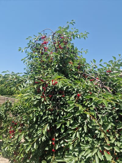 The image depicts a close-up view of a cherry tree laden with ripe red cherries, set against a clear blue sky. The perspective is looking upwards into the branches of the tree. Sunlight filters through the dense green foliage, illuminating the clusters of cherries. The branches are intertwined, with some bending under the weight of the fruit. The scene suggests a warm, sunny day, likely during the cherry harvesting season. The backdrop of the sky is a vibrant, cloudless blue, indicating fair weather. A hint of a wooden fence or structure is visible on the right side of the frame, suggesting a garden or orchard setting. The image conveys a sense of abundance and natural beauty. The location is identified as Nor Kharberd, Armenia. There is no visible text in the image.