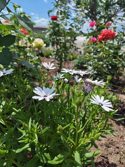This media file depicts a close-up view of white African daisies with dark purple centers, blooming in a garden. The flowers are in focus in the foreground, with their green foliage and stems creating a lush backdrop. In the background, out-of-focus elements reveal a garden setting with various other flowers, including red and yellow roses, under a clear blue sky with scattered clouds. The sunlight suggests it is daytime, likely a sunny and warm day. The overall mood is serene and natural, evoking a sense of a peaceful garden in bloom. There is no visible text in the image. The location context provided is Krutinskiy, Russia.