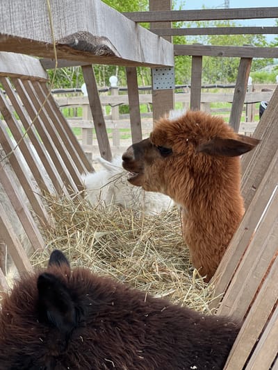 Two alpacas are eating hay inside a wooden enclosure. One alpaca is brown, and the other is dark brown. The enclosure is made of wooden planks. The location is Tavrichanka, Russia. The environment appears to be outdoors.
