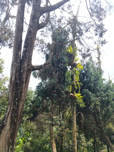 The image depicts a dense forest scene dominated by several tall trees. One tree on the left has a thick, textured trunk and a branch connecting it to the adjacent tree. The trees are adorned with green foliage, including ferns growing on the trunk of one tree. The light filters through the canopy, highlighting certain areas. The background is filled with other trees and greenery, creating a natural and layered landscape.