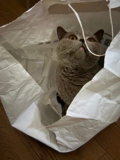 A blue-grey domestic cat, likely a British Shorthair, with prominent amber eyes and a round face, is situated inside a crumpled white paper shopping bag. The cat's head is tilted slightly upwards and to its left, with its gaze fixed on an unseen point above. A white cord handle from the bag hangs vertically near the cat's nose. Faint dark markings, possibly remnants of a logo or text, are visible on the interior upper left wall of the bag. The paper bag rests on a polished, light brown wooden floor. The scene depicts an indoor environment in Arthès, France.