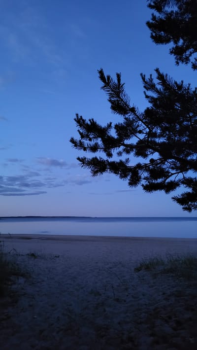 A vertical, low-light photograph captures a serene beach scene in Zaostrov'e, Russia, during twilight. The sky is a deep, rich blue, transitioning from a lighter hue near the horizon to a darker shade overhead. A few wispy clouds are visible in the distance, adding a subtle texture to the sky.

Dominating the upper right and upper center of the frame are the dark silhouettes of pine tree branches, their needles sharp and distinct against the darkening sky. These branches partially obscure the sky, framing the horizon.

Below the sky lies the calm expanse of a body of water, reflecting the muted light of twilight. The water's surface is smooth and appears placid.

The foreground is a sandy beach, rendered in shades of gray and dark blue due to the low light conditions. The texture of the sand is visible, with faint indentations and scattered blades of dry grass or reeds adding a touch of wildness to the scene. The composition emphasizes the peacefulness and natural beauty of the location as day transitions into night. No people or discernible objects other than natural elements are present.