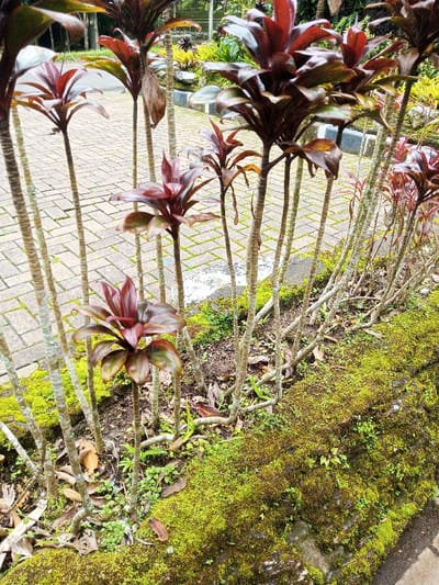 The scene depicts an outdoor landscaped area in Kanand, India. The foreground and midground are dominated by a dense arrangement of numerous ornamental plants. These plants feature slender, segmented woody stems supporting terminal clusters of ovate leaves, predominantly dark reddish-brown with some green coloration. They grow from dark soil containing leaf litter. Immediately adjacent to these plants, a low wall or raised bed is extensively covered in vibrant green moss and sparse small groundcover vegetation. In the background, a paved pathway constructed from light-colored rectangular pavers recedes, with minor organic growth present in its joints. Further distant, additional green and yellow-green foliage of trees and shrubs is visible. No individuals or specific actions are depicted. The scene is illuminated by diffused natural light.