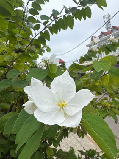 In Siem Reap, Cambodia, a close-up shot focuses on a white flower with delicate, layered petals and a yellow stamen. The flower is set against a backdrop of lush green foliage, suggesting it is part of a plant or tree. In the blurred background, a building with a red-tiled roof and a telecommunications tower are visible, indicating an urban or semi-urban setting. The sky is overcast. The image captures a natural element within a developed area.