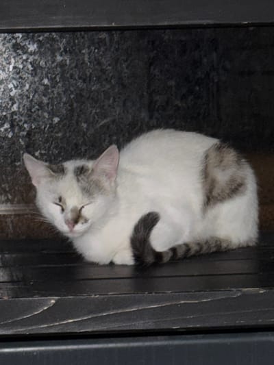 A white cat with grey tabby markings is curled up and sleeping on a dark, slatted surface. The cat's eyes are closed, and its head is resting on its paws. The background is dark and textured, possibly a wall or cabinet. The image appears to be taken indoors, in a dimly lit environment. The scene depicts a common domestic animal in a relaxed state. The location is identified as Slonim, Belarus.