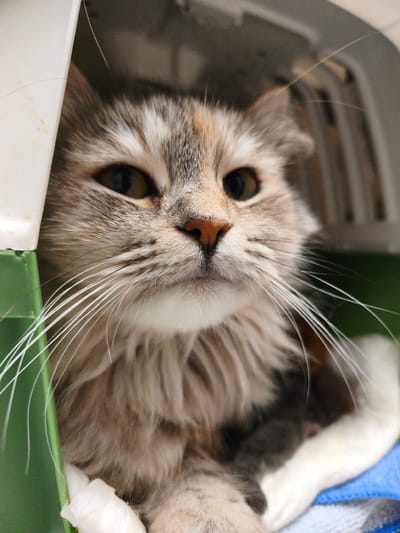 A close-up shot shows the head of a cat with prominent whiskers, looking out from a pet carrier. The carrier appears to be made of white and green plastic. The cat's fur is a mix of grey, brown, and cream colors. The background is dark and blurred, suggesting the interior of the carrier. The image does not provide any information about the city of Morąg, Poland, or any people.