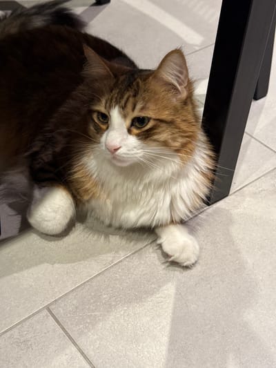 A long-haired domestic cat is depicted lying on a light grey tiled floor in Lingolsheim, France. The feline subject presents a tri-color coat composed of brown, ginger, and white fur. Its facial features include a white muzzle, a pink nose, and amber-green eyes, with distinct brown tabby stripes visible on its forehead. The chest and front paws are white. The cat's body is oriented towards the left, with its gaze directed forward and slightly to the right. One front paw is folded beneath its body, while the other is extended forward. A dark, possibly black, furniture leg is positioned to the right of the animal, partially obscuring the background. The floor consists of light grey square tiles with visible grout lines.