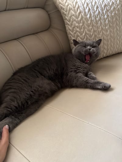 A British Shorthair cat is yawning on a light beige leather sofa, with its mouth wide open showing its pink tongue and teeth. The cat is dark gray and lying on its side, stretched out with its front paws extended. A person's hand with painted fingernails is reaching out towards the cat's front paw. Behind the cat is a cream-colored textured pillow. The scene appears to be indoors, likely in a living room. The location is unknown and not specified.