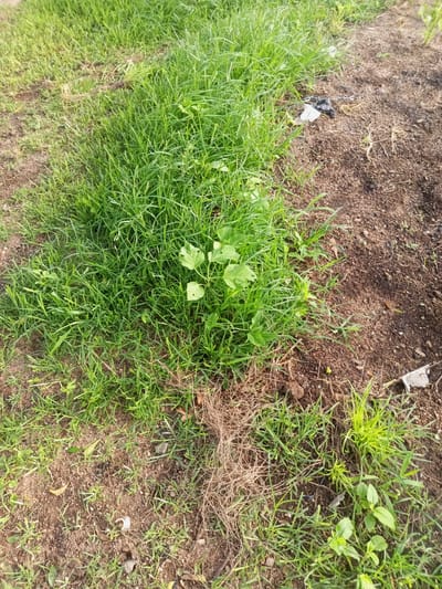 The image depicts an outdoor scene with lush green grass covering the left side and brown, dry soil on the right. A small cluster of green plants with broad leaves is visible in the center of the grassy area. On the right side of the image, near the transition from grass to soil, is a piece of black and white plastic debris. The ground appears uneven with some dry straw-like material scattered amongst the grass and soil. There are no people or animals present in the image. The environment appears to be a natural or semi-natural outdoor space, possibly a roadside or undeveloped area within the city of Zinna, Nigeria.