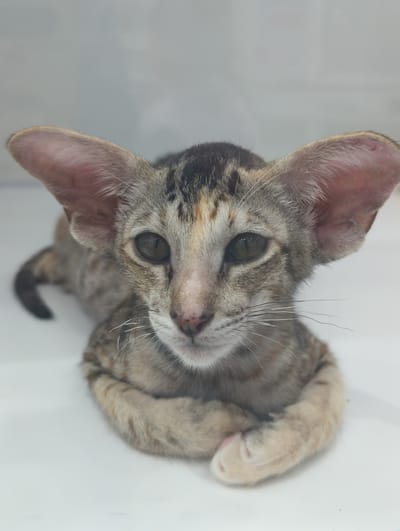 A young Oriental Shorthair kitten with large ears is lying down, facing the camera. The kitten has a tabby coat with shades of brown and gray, and its eyes are a greenish-brown. Its paws are crossed in front of its chest. The background is a plain white surface, possibly a table or floor, with a slight reflection suggesting it might be behind glass. The lighting is soft and even. This image appears to be a close-up portrait of the kitten, highlighting its distinctive features. There is no information available about the location in Jinjiang District, China.