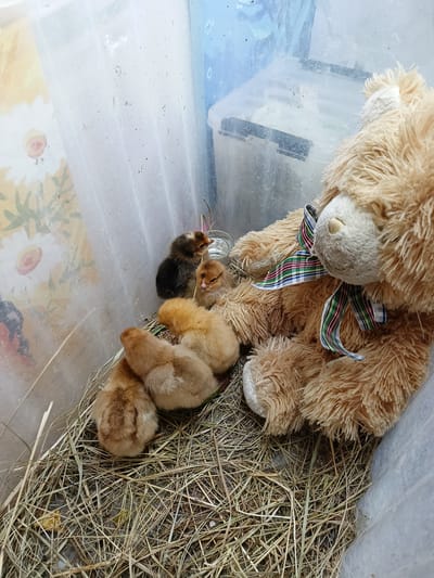 In a clear plastic bin lined with straw, five fluffy chicks huddle together. Two chicks, one dark brown and one lighter brown, are positioned near a small glass of water. Three more chicks, all a soft golden-brown, are nestled closer to a large, tan teddy bear. The teddy bear, wearing a plaid ribbon around its neck, appears to be keeping watch over the chicks. The bin itself has a printed background of flowers and a butterfly visible through the translucent plastic. The lighting suggests it is daytime. The scene evokes a sense of warmth and care, with the teddy bear acting as a comforting presence for the young birds. There is no visible text in the image.