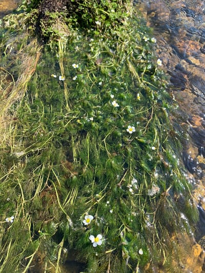 The image shows a close-up view of aquatic plants with small white flowers growing in shallow, clear water. The plants have a feathery, green appearance and are partially submerged. The water's surface is rippled, and the bottom appears to be composed of pebbles and sediment. Sunlight glints off the water and the wet plant surfaces, creating bright highlights. The scene suggests a natural aquatic environment, possibly a stream or pond. There are no people or specific man-made structures visible in this close-up shot. There is no information available to specifically place this scene in Gornorechenskii, Russia.