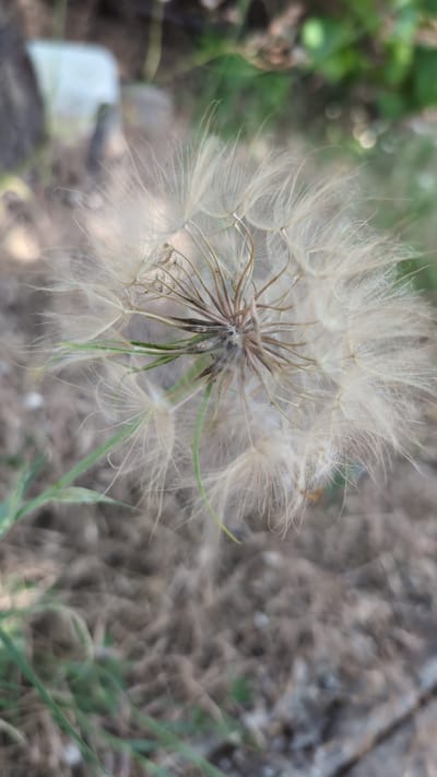 A close-up, shallow depth of field shot focuses on a fluffy dandelion seed head. The seeds are light-colored and feathery, radiating outwards from a central, darker stem. Green grass blades are visible in the lower left portion of the frame. The background is blurred, with hints of brown, dry earth and green foliage, suggesting an outdoor environment. There is a pale, blurry object in the upper left, possibly a piece of debris or a distant object. The scene is set in Kostiantynivka, Ukraine.
