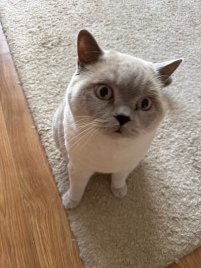A light-colored, fluffy cat with grey markings sits on a cream-colored shag rug. The cat has large, expressive eyes and is looking directly at the camera. To the left of the rug is a wooden floor with a visible grain pattern. The image appears to be taken indoors. There is no information in the image to suggest a specific location in Slobozhanske, Ukraine.