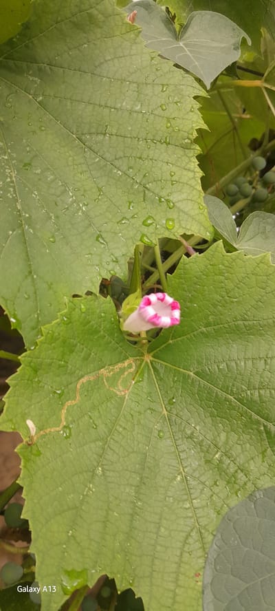The image is a close-up, vertical shot of a single white flower bud with pink-striped petals, nestled amongst large, green, wet leaves. Water droplets are visible on the leaf surfaces, suggesting recent rain or dew. One of the leaves has a brown, winding trail on its surface, possibly from an insect. In the background, clusters of small, green berries are visible on a vine. The "Galaxy A13" watermark is present in the bottom left corner of the image. The scene is outdoors, likely in a garden or natural setting, with ample greenery. The image does not provide any information about the city of Rashkov, Moldova, or any people.