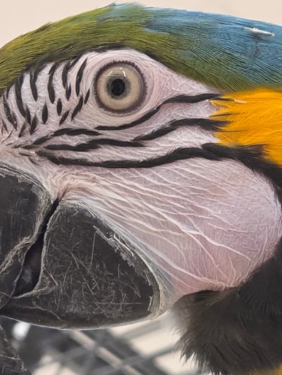 A forensic close-up captures the left side of a Blue and Gold Macaw's head, observed indoors within Eeklo, Belgium. The prominent light tan iris with a central dark pupil reflects a distinct point light source. The unfeathered white skin surrounding the eye displays characteristic horizontal black feather lines. The upper part of the head transitions from greenish-yellow feathers on the forehead to blue feathers on the crown. Bright yellow feathers are visible on the side of the neck/cheek area, transitioning to darker blue/black feathers lower down. A textured, dark grey upper mandible is partially visible in the lower left quadrant. A metallic grid structure, consistent with a cage, is faintly discernible in the blurred background beneath the beak. No discernible action or interaction is depicted; the macaw appears stationary.