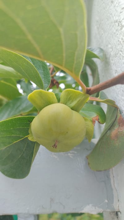 A close-up, vertical shot captures a single, unripe persimmon fruit hanging from a branch amidst lush green leaves. The fruit is pale green and round, with four green sepals at its base. A thin, brown stem extends from the top of the fruit. The leaves surrounding the fruit are large and oval-shaped, with prominent veins. The background consists of a textured, light-colored wall, possibly a building exterior, in Νέα Κερασιά, Greece. The lighting suggests an overcast or shaded environment.