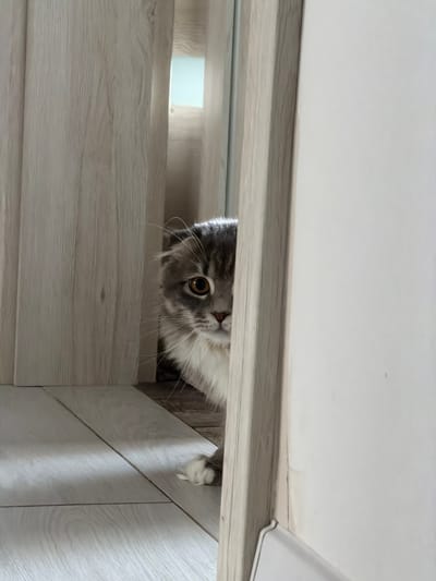 A medium shot captures a gray and white Scottish Fold cat peeking out from behind a wooden door. The cat's face is mostly visible, with large, expressive eyes and its characteristic folded ears. One of its paws is resting on the light-colored wooden floor. The background consists of light wood-paneled walls and a sliver of a bright, possibly windowed, opening. The scene is indoors, likely within a residential setting in Vovchynets, Ukraine, given the context. There are no people present, and the overall impression is one of quiet curiosity.