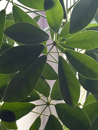 The image shows a close-up of an umbrella tree (Schefflera arboricola) plant. The leaves are green and glossy, with a radial arrangement. The background appears to be a window with blinds partially visible. There is no evidence to suggest a specific location, such as Kladovitsy, Russia.